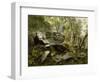 Study from Nature: Rocks and Trees, C.1856-Asher Brown Durand-Framed Giclee Print