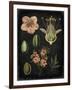 Study in Botany I-Vision Studio-Framed Art Print