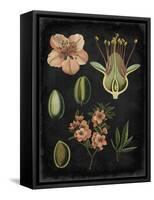 Study in Botany I-Vision Studio-Framed Stretched Canvas