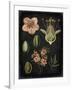 Study in Botany I-Vision Studio-Framed Art Print