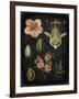 Study in Botany I-Vision Studio-Framed Art Print