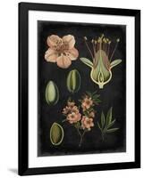 Study in Botany I-Vision Studio-Framed Art Print