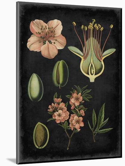 Study in Botany I-Vision Studio-Mounted Art Print