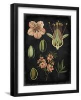 Study in Botany I-Vision Studio-Framed Art Print