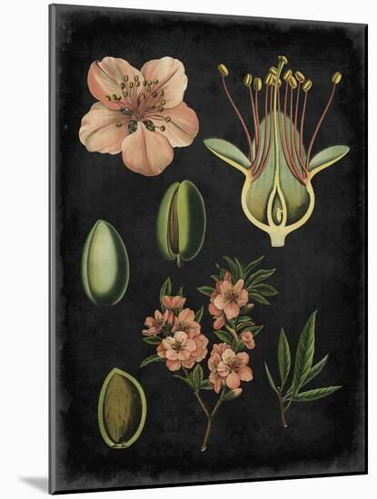 Study in Botany I-Vision Studio-Mounted Art Print