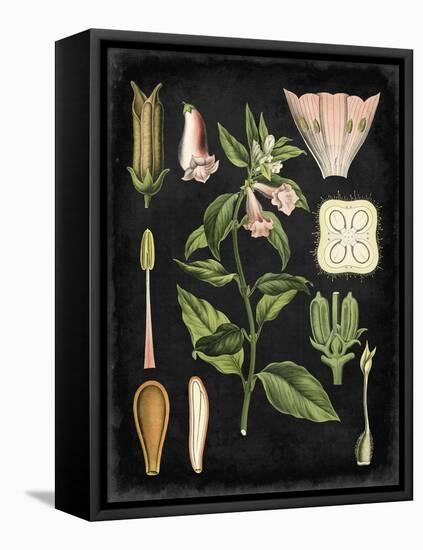 Study in Botany II-Vision Studio-Framed Stretched Canvas
