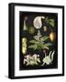 Study in Botany III-Vision Studio-Framed Art Print