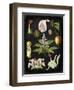 Study in Botany III-Vision Studio-Framed Art Print