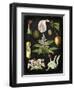 Study in Botany III-Vision Studio-Framed Art Print