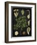 Study in Botany IV-Vision Studio-Framed Art Print