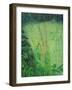 Study in Green - Pond-Ruth Addinall-Framed Giclee Print
