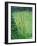 Study in Green - Pond-Ruth Addinall-Framed Giclee Print