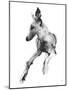 Study in Motion - Alert-Manny Woodard-Mounted Giclee Print