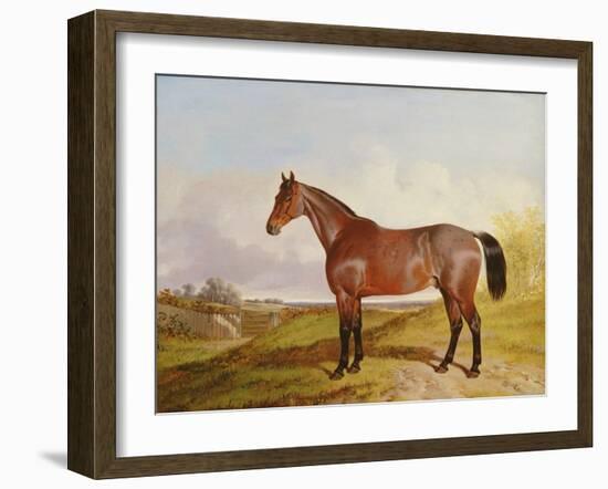 Study of a Bay Hunter in a Landscape, 1854 (Oil on Canvas)-John Dalby-Framed Giclee Print