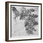 Study of a Blackberry Branch, Late 15th or Early 16th Century-Leonardo da Vinci-Framed Giclee Print