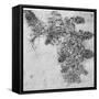 Study of a Blackberry Branch, Late 15th or Early 16th Century-Leonardo da Vinci-Framed Stretched Canvas