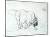 Study of a Bull-Theodore Gericault-Mounted Giclee Print