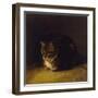 Study of a Cat, 1817-Abraham Cooper-Framed Giclee Print