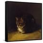 Study of a Cat, 1817-Abraham Cooper-Framed Stretched Canvas