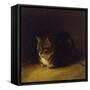 Study of a Cat, 1817-Abraham Cooper-Framed Stretched Canvas
