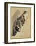 Study of a Cat (W/C on Paper)-Gwen John-Framed Giclee Print