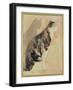 Study of a Cat (W/C on Paper)-Gwen John-Framed Giclee Print
