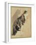 Study of a Cat (W/C on Paper)-Gwen John-Framed Giclee Print