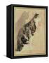 Study of a Cat (W/C on Paper)-Gwen John-Framed Stretched Canvas