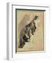 Study of a Cat (W/C on Paper)-Gwen John-Framed Premium Giclee Print