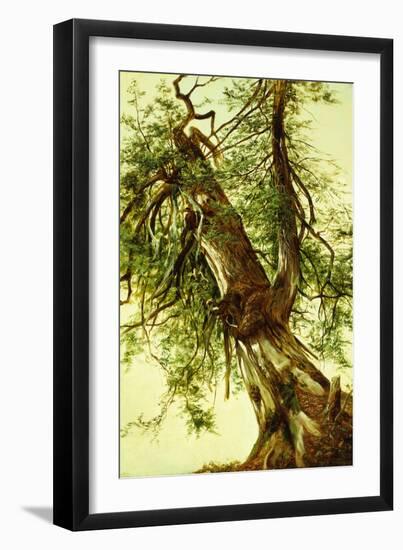 Study of a Cedar-David Johnson-Framed Giclee Print