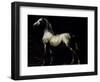 Study of a Dapple Grey-Théodore Géricault-Framed Giclee Print