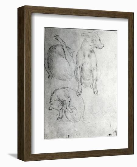 Study of a Dog and a Cat, c.1480-Leonardo da Vinci-Framed Giclee Print