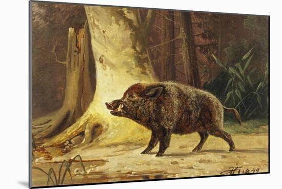 Study of a Fierce Boar in the Forest-Theodore Kiellerup-Mounted Giclee Print