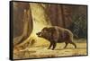 Study of a Fierce Boar in the Forest-Theodore Kiellerup-Framed Stretched Canvas