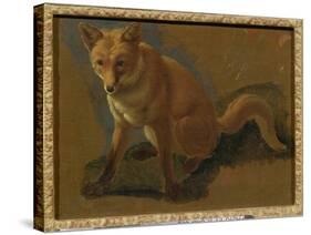 Study of a Fox (Oil on Panel)-Jacques-Laurent Agasse-Stretched Canvas