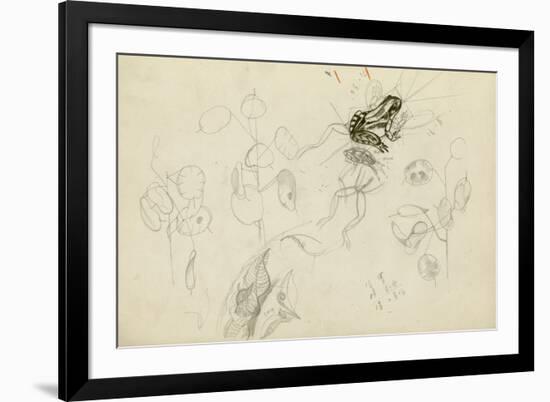 Study of a Frog and Foliage (Pencil, Pen & Ink and W/C on Paper)-John Northcote Nash-Framed Giclee Print