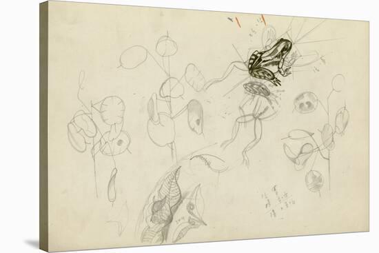 Study of a Frog and Foliage (Pencil, Pen & Ink and W/C on Paper)-John Northcote Nash-Stretched Canvas