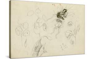 Study of a Frog and Foliage (Pencil, Pen & Ink and W/C on Paper)-John Northcote Nash-Stretched Canvas