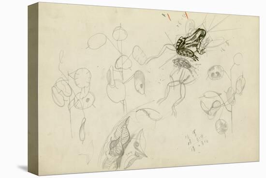 Study of a Frog and Foliage (Pencil, Pen & Ink and W/C on Paper)-John Northcote Nash-Stretched Canvas