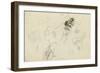 Study of a Frog and Foliage (Pencil, Pen & Ink and W/C on Paper)-John Northcote Nash-Framed Giclee Print