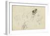 Study of a Frog and Foliage (Pencil, Pen & Ink and W/C on Paper)-John Northcote Nash-Framed Giclee Print