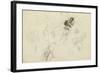 Study of a Frog and Foliage (Pencil, Pen & Ink and W/C on Paper)-John Northcote Nash-Framed Giclee Print