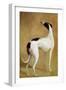 Study of a Greyhound-Jacques-Laurent Agasse-Framed Giclee Print