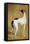 Study of a Greyhound-Jacques-Laurent Agasse-Framed Stretched Canvas