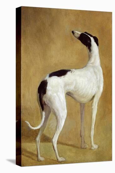 Study of a Greyhound-Jacques-Laurent Agasse-Stretched Canvas