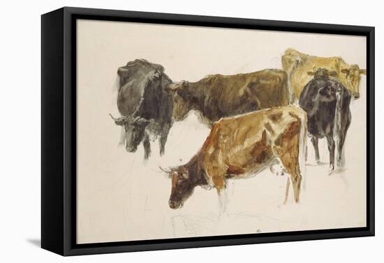 Study of a Group of Cows, C. 1801-J. M. W. Turner-Framed Stretched Canvas