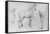 'Study of a Horse, its Near Hind-Leg and its Hind-Quarters', c1480 (1945)-Leonardo Da Vinci-Framed Stretched Canvas