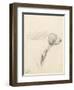 Study of a Hound, 1794 (Pencil on Paper)-George Morland-Framed Premium Giclee Print