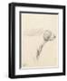 Study of a Hound, 1794 (Pencil on Paper)-George Morland-Framed Premium Giclee Print