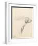 Study of a Hound, 1794 (Pencil on Paper)-George Morland-Framed Premium Giclee Print